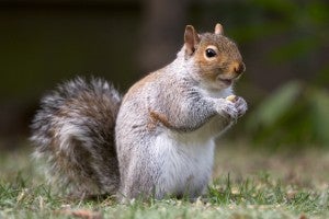 squirrel1-300x200.jpg