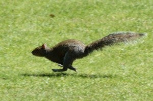 squirrel10-300x199.jpg