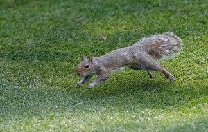 squirrel6-300x191.jpg