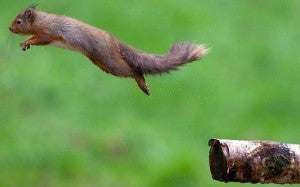 squirrel8-300x187.jpg