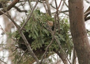 squirrel9-300x215.jpg